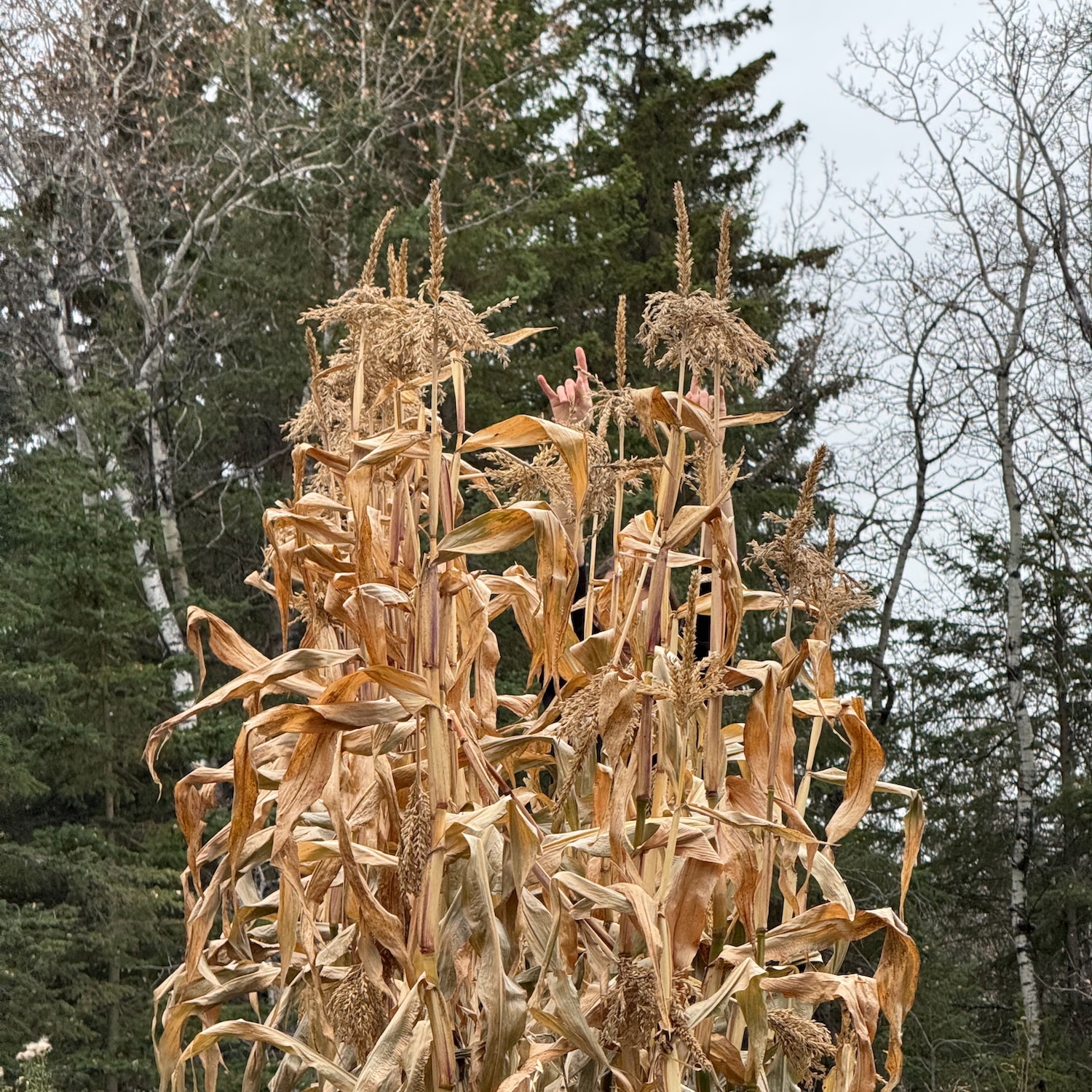 Cover art for the song — a photo of corn stocks, faded and yellow in the fall, with some hands mysteriously poking out from the back.